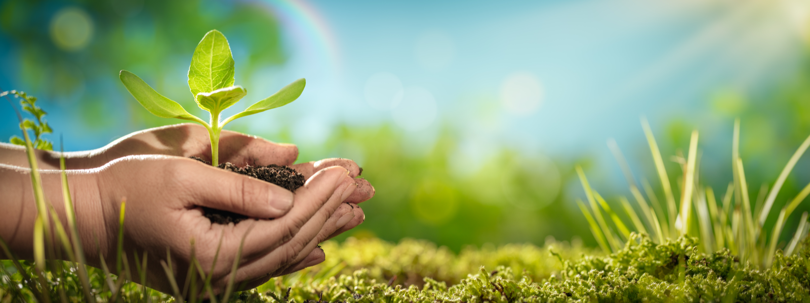 Human hands holding young plant.