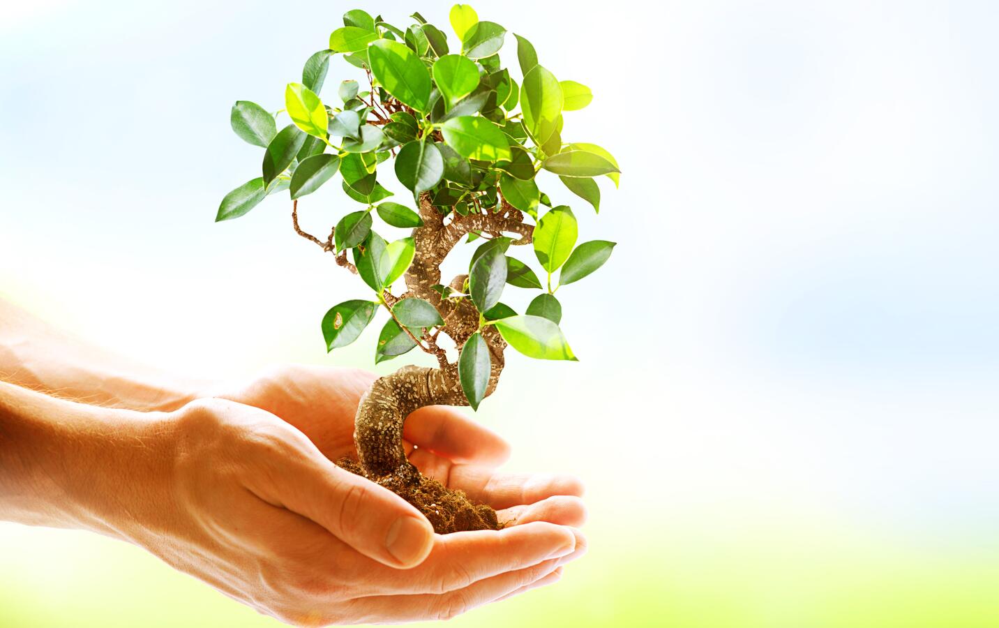 Hands holding a small tree