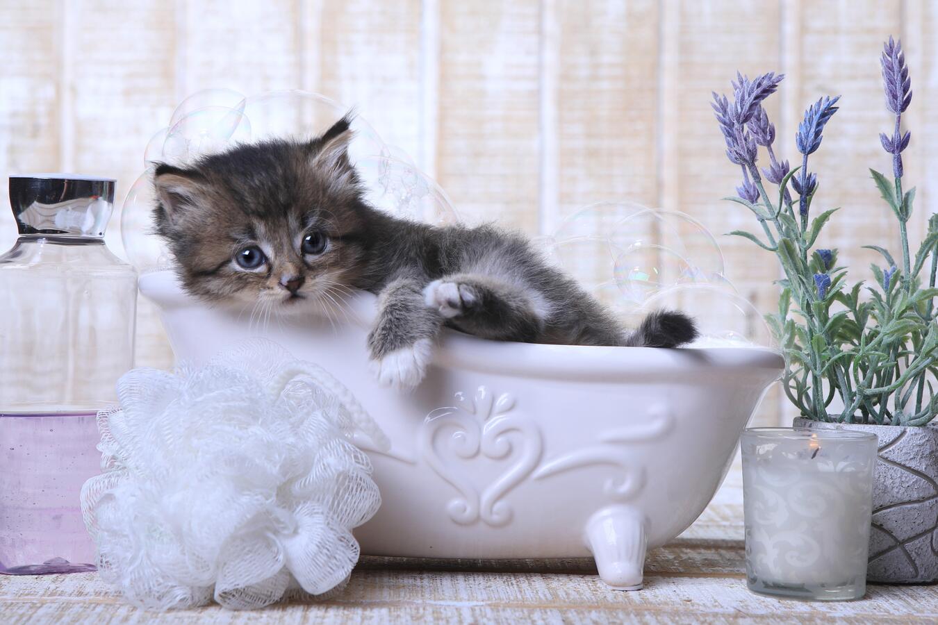 Kitten in a bath