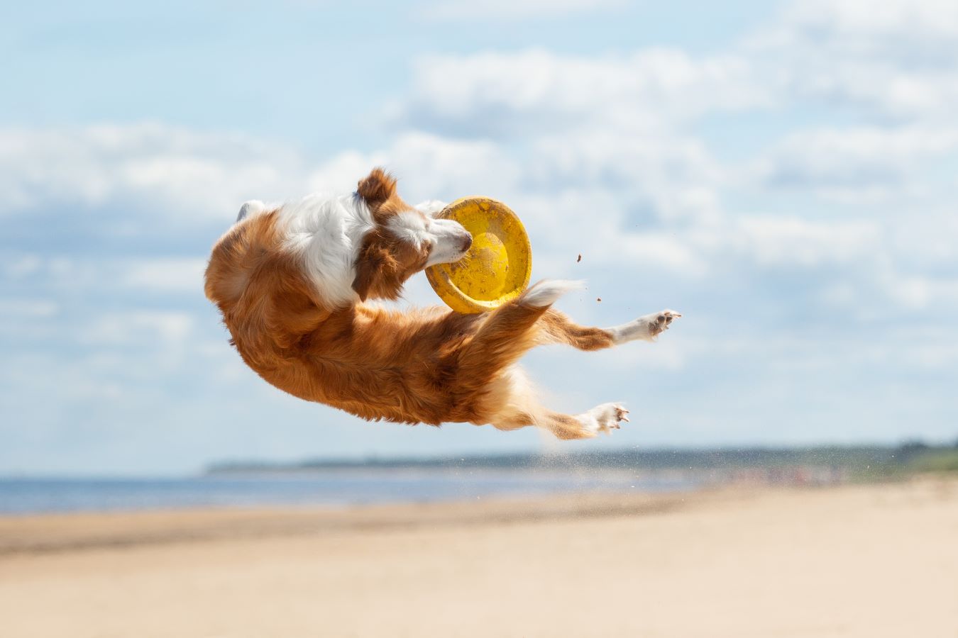 Dog catching flying disc in the air
