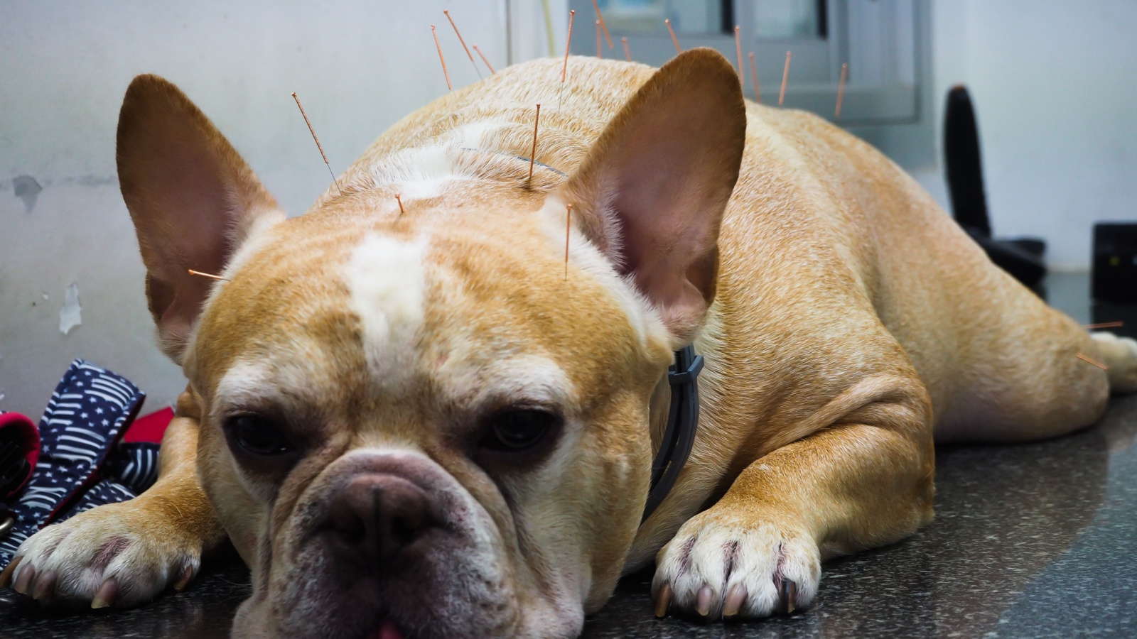 French Bulldog dog is treating nervous symptoms with acupuncture