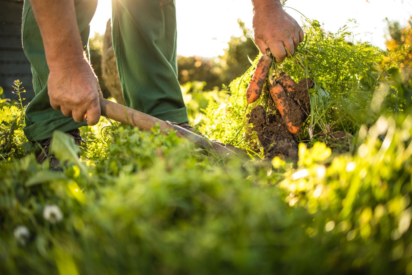 Harvesting carrots