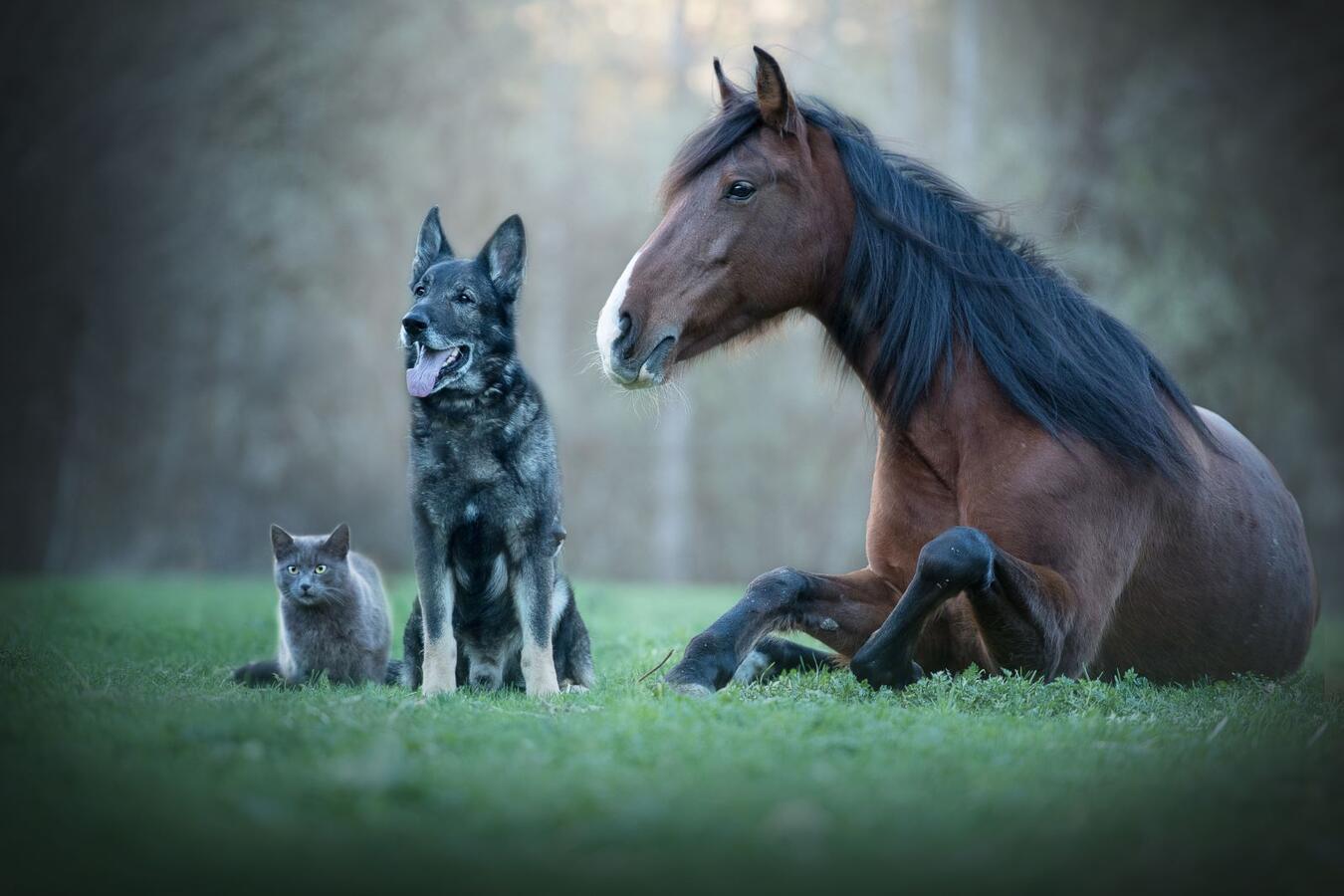 Cat, dog and horse in a field