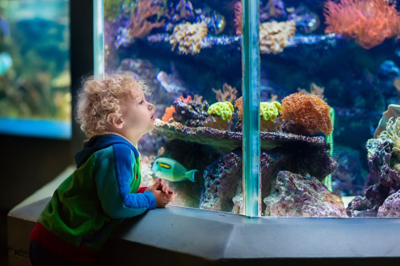 Child watching fish in an aquarium