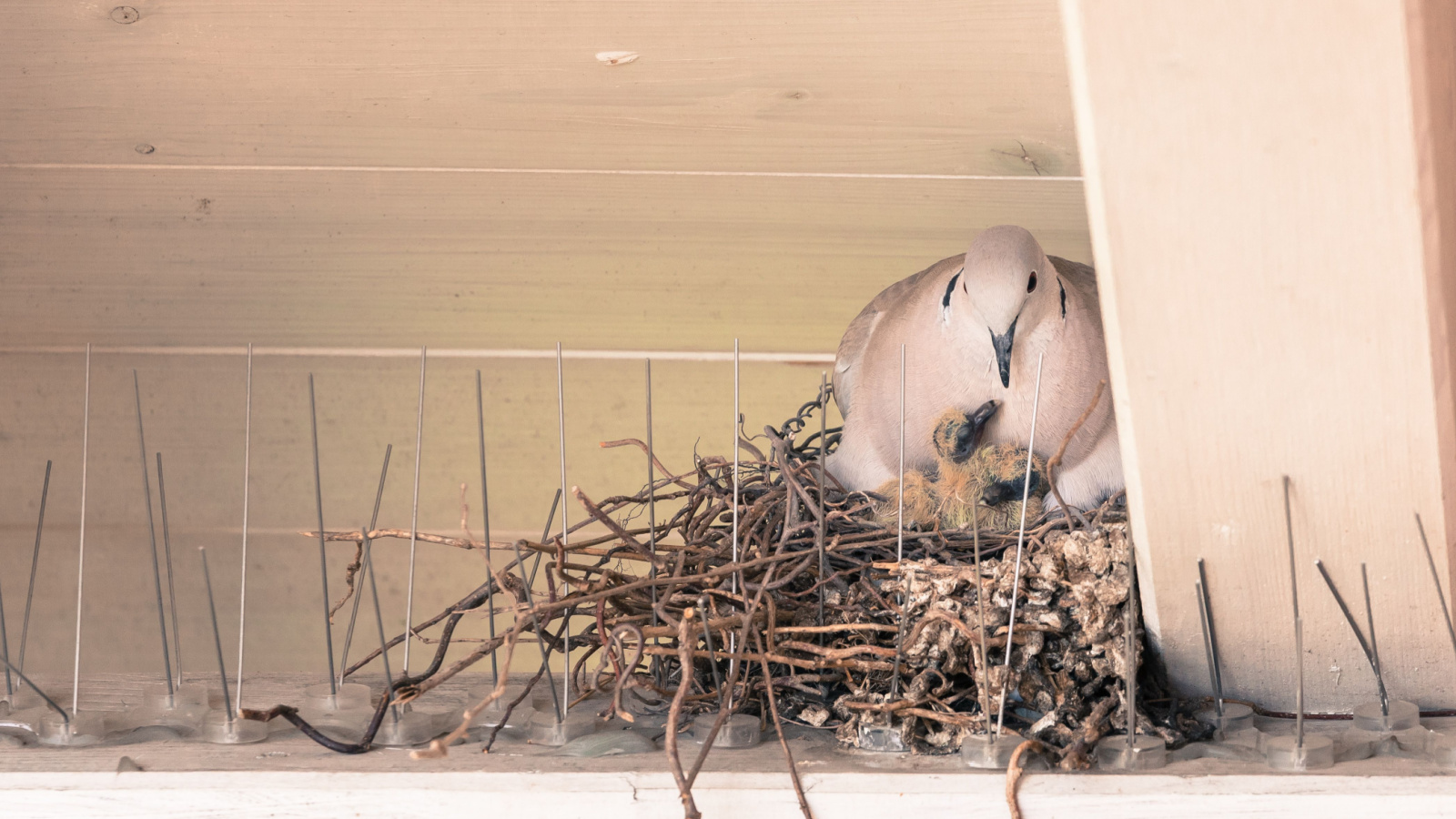 Young pigeon birds and mother are sitting in a bird nest