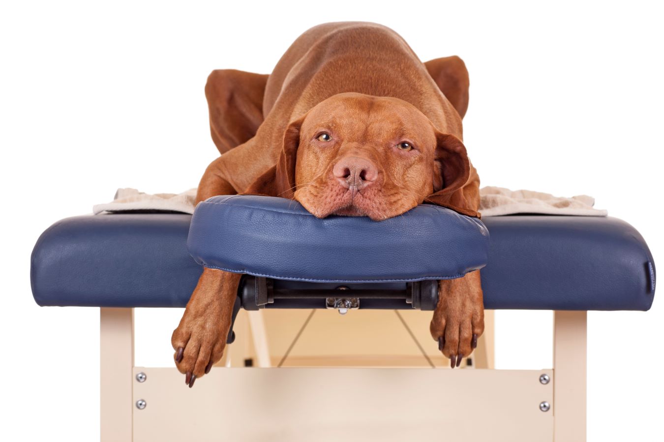 Dog on treatment table