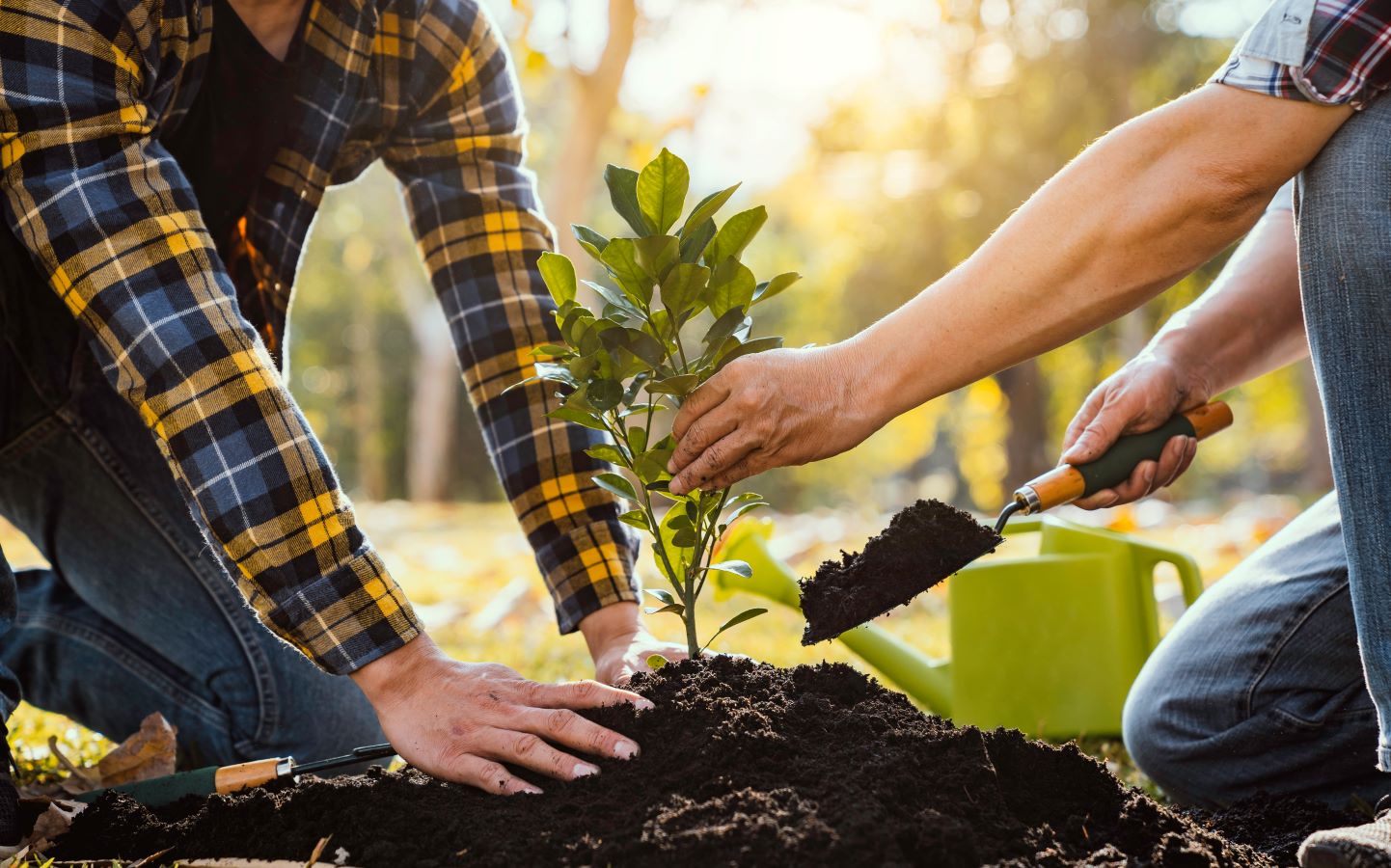 Hands planting a tree
