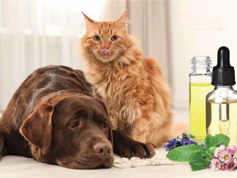 CBD oils near dog and cat on background