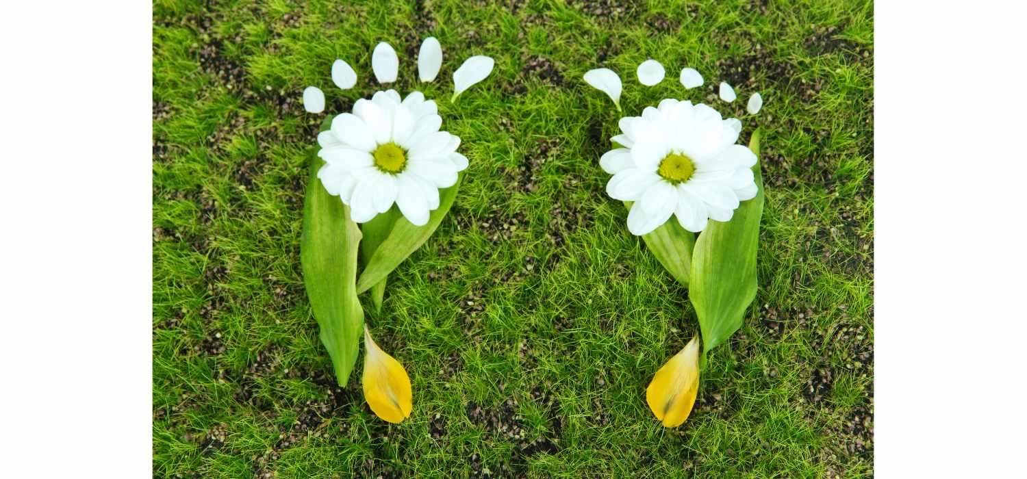 Footprints of leaves and flowers on grass.