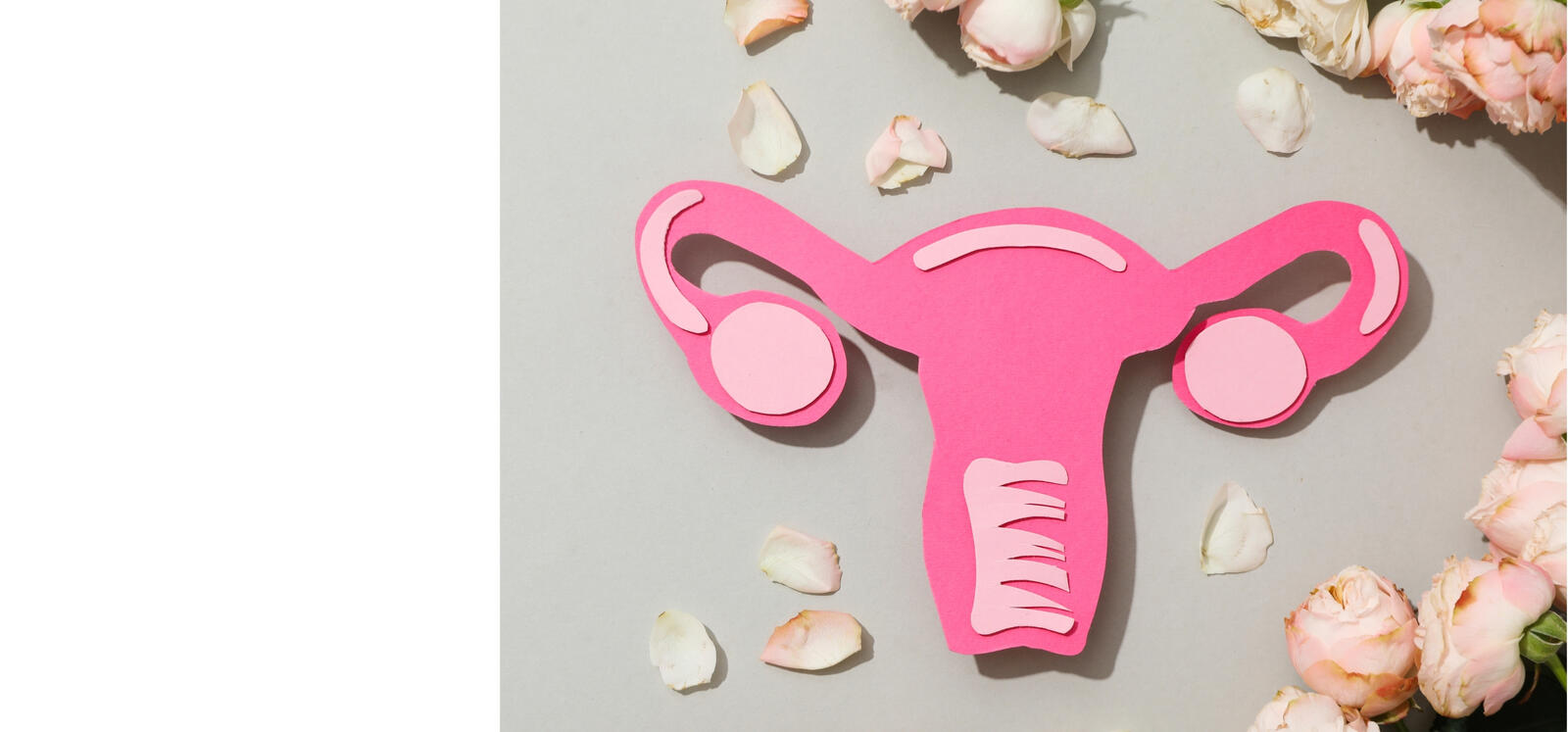 Female reproductive anatomy