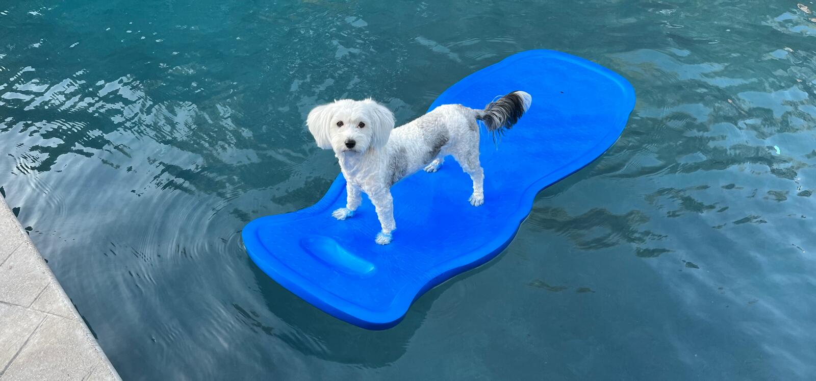 Dog on a raft in the water