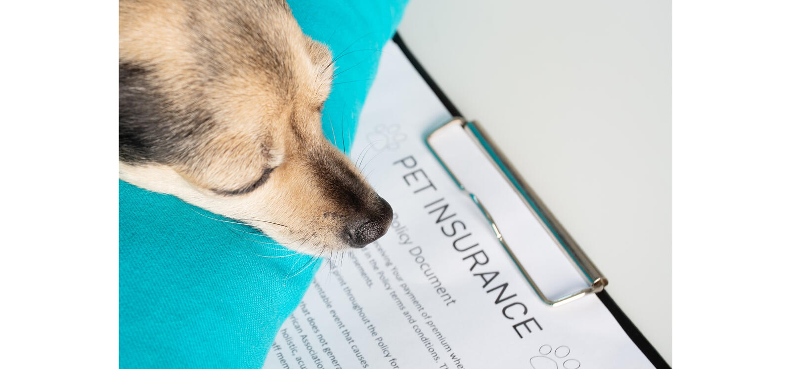 Dog looking over pet insurance document