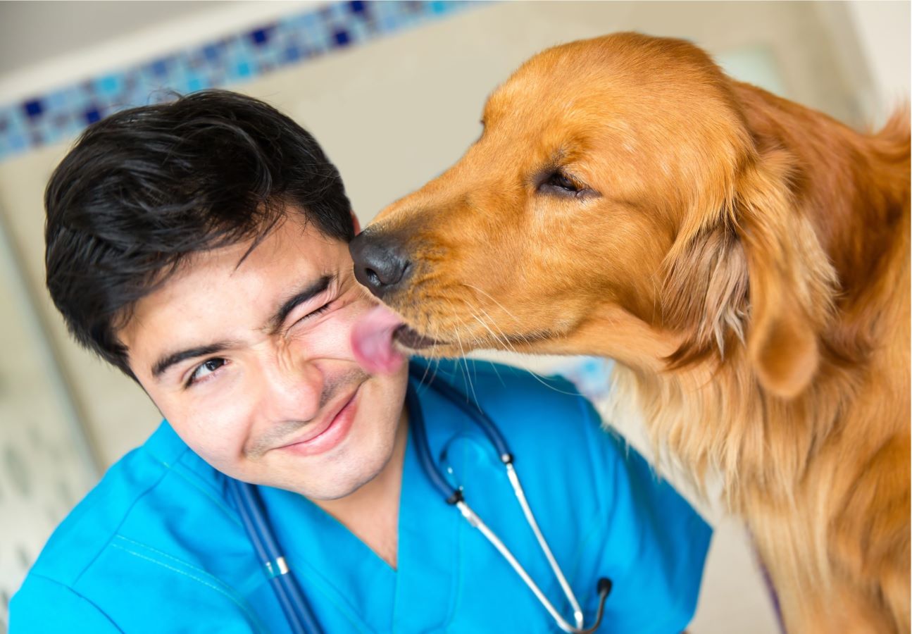 Dog licking its veterinarian 