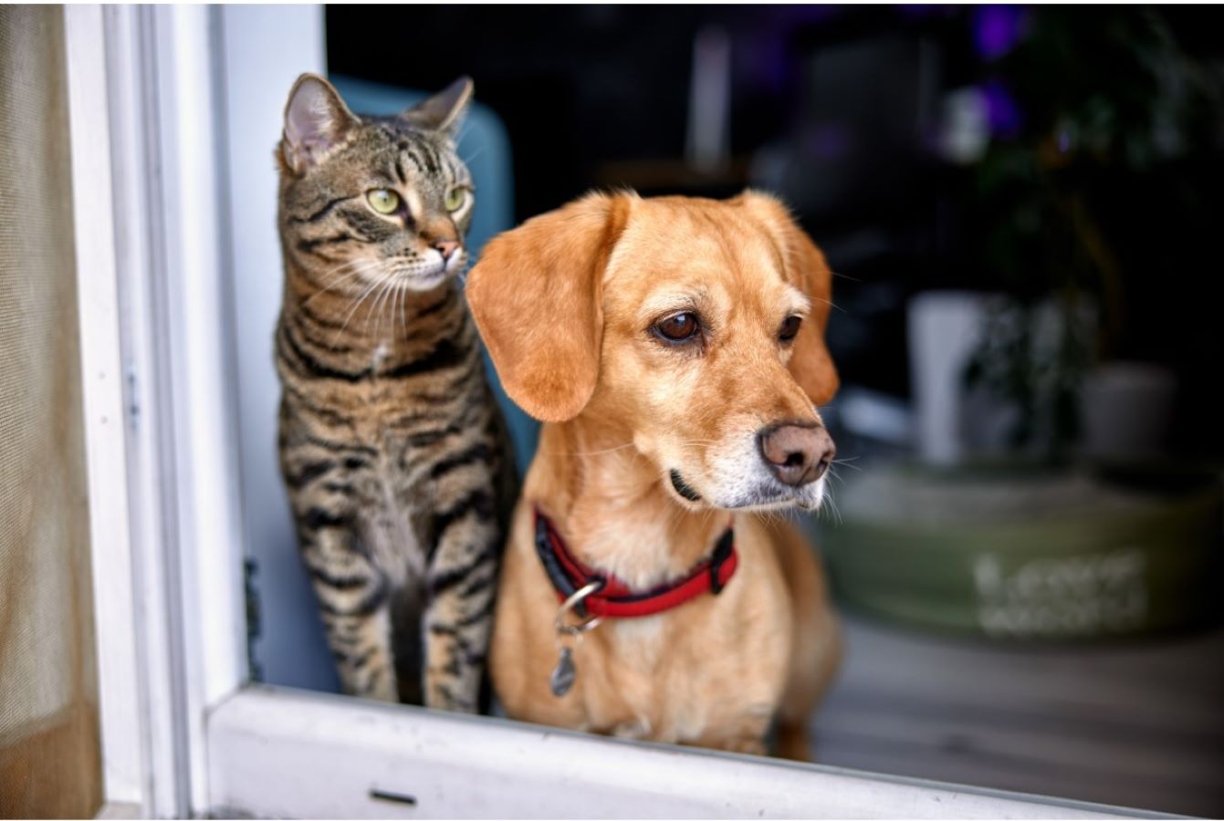 Cat and dog at the window