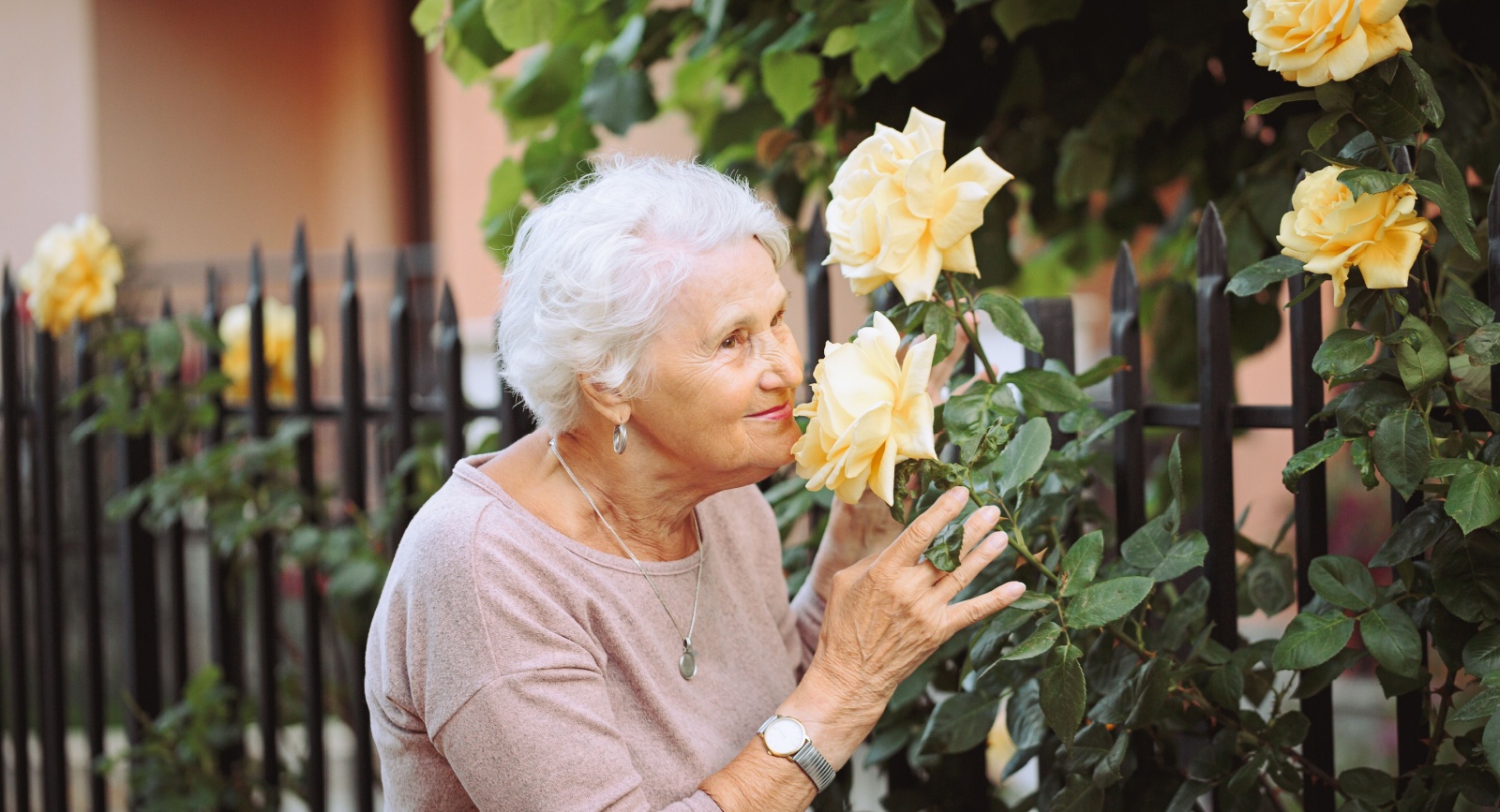 Elderly woman admiring the smell of yellow roses