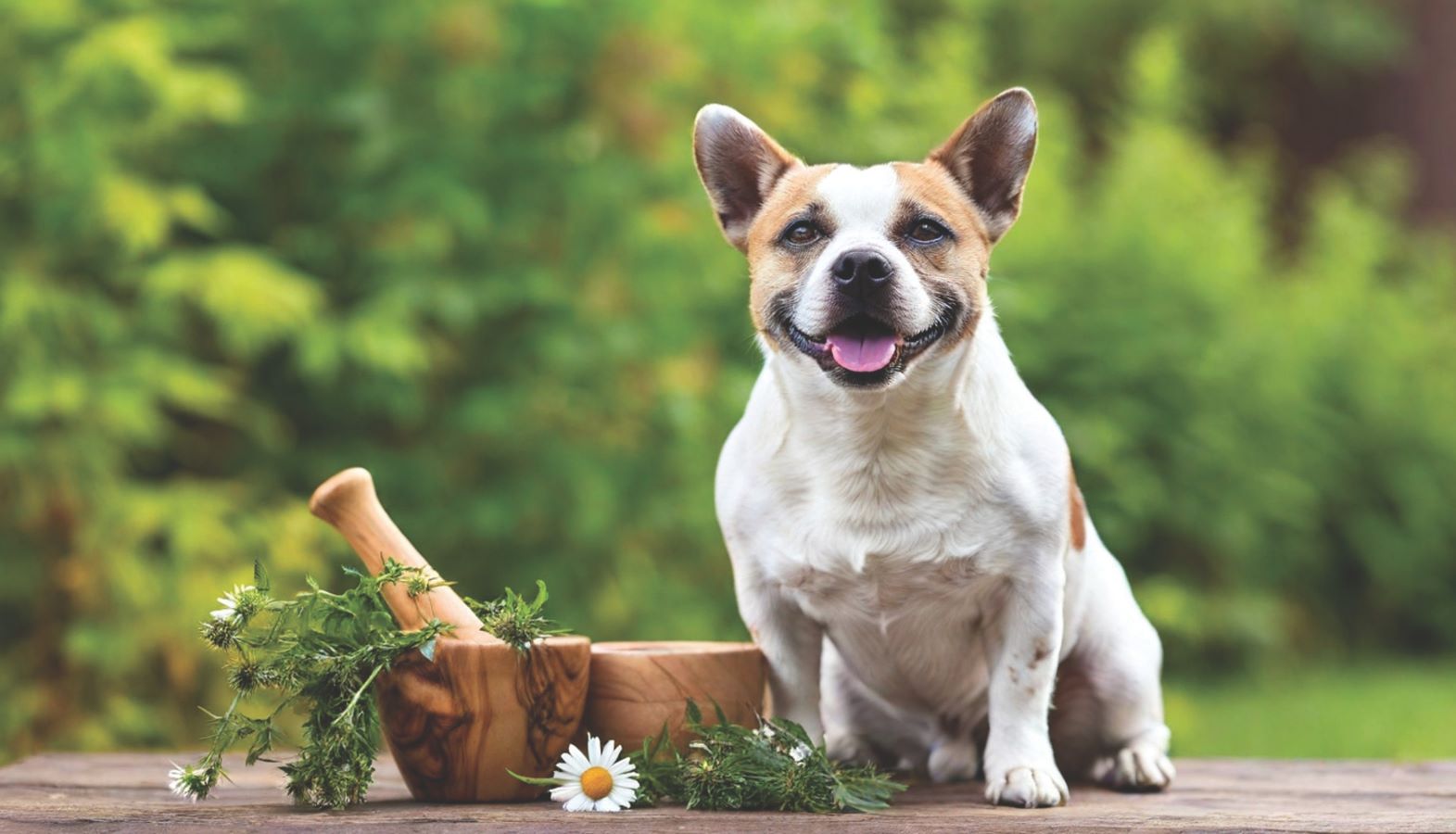 Holistic Lifestyle for Dogs: How Herbs, Mushrooms and the Outdoors Can Help