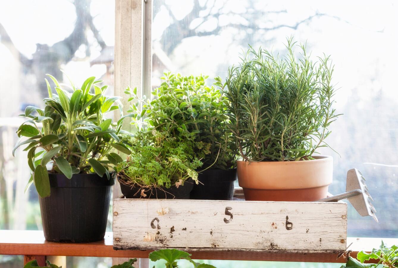 different green herbs