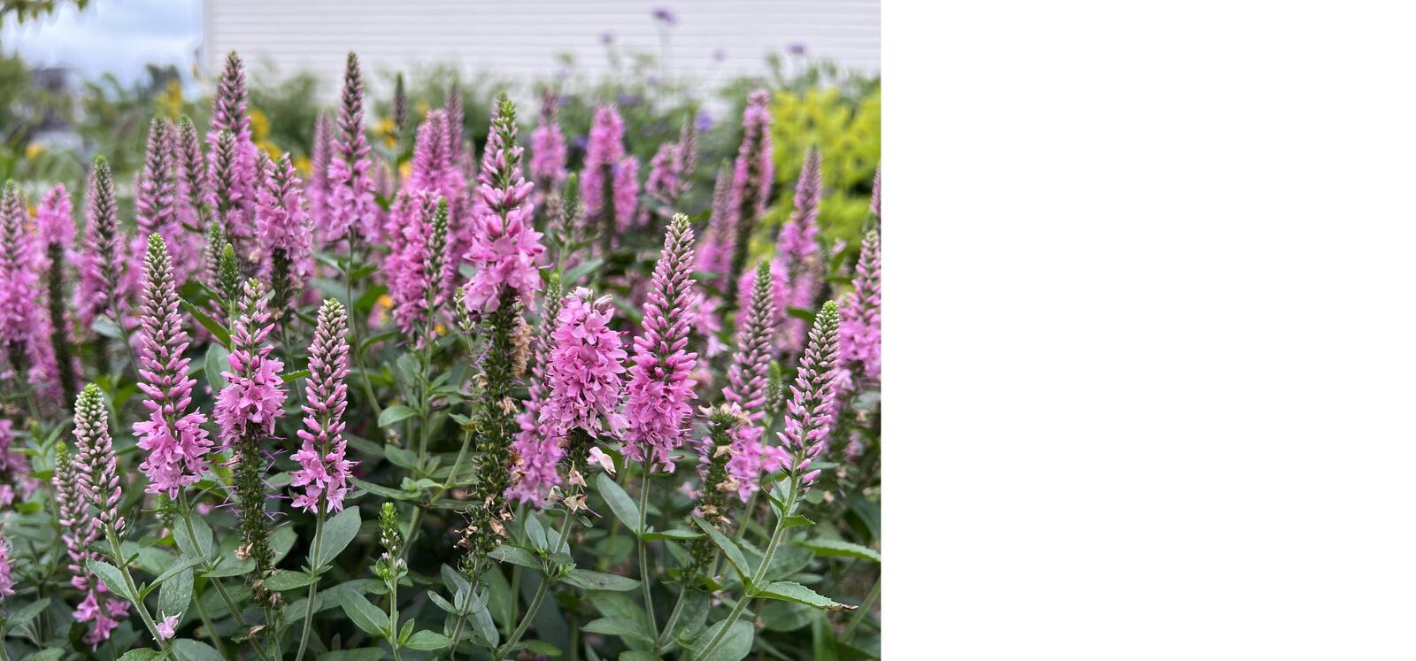 Drought-Resistant Gardening: Conserving Water in the Backyard