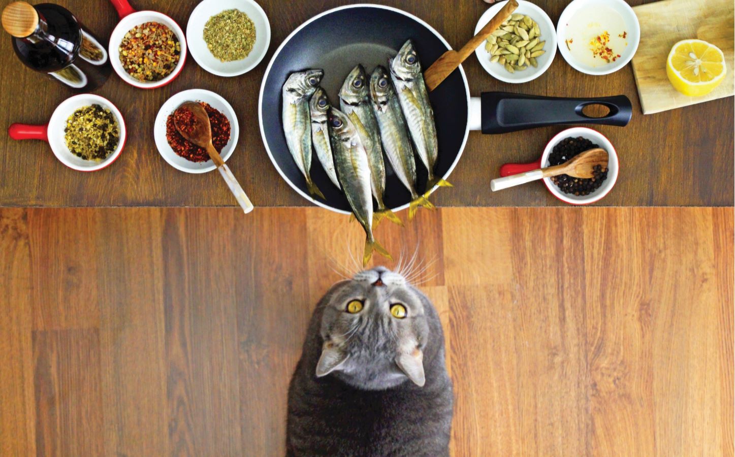 Cat in front of natural healing choices