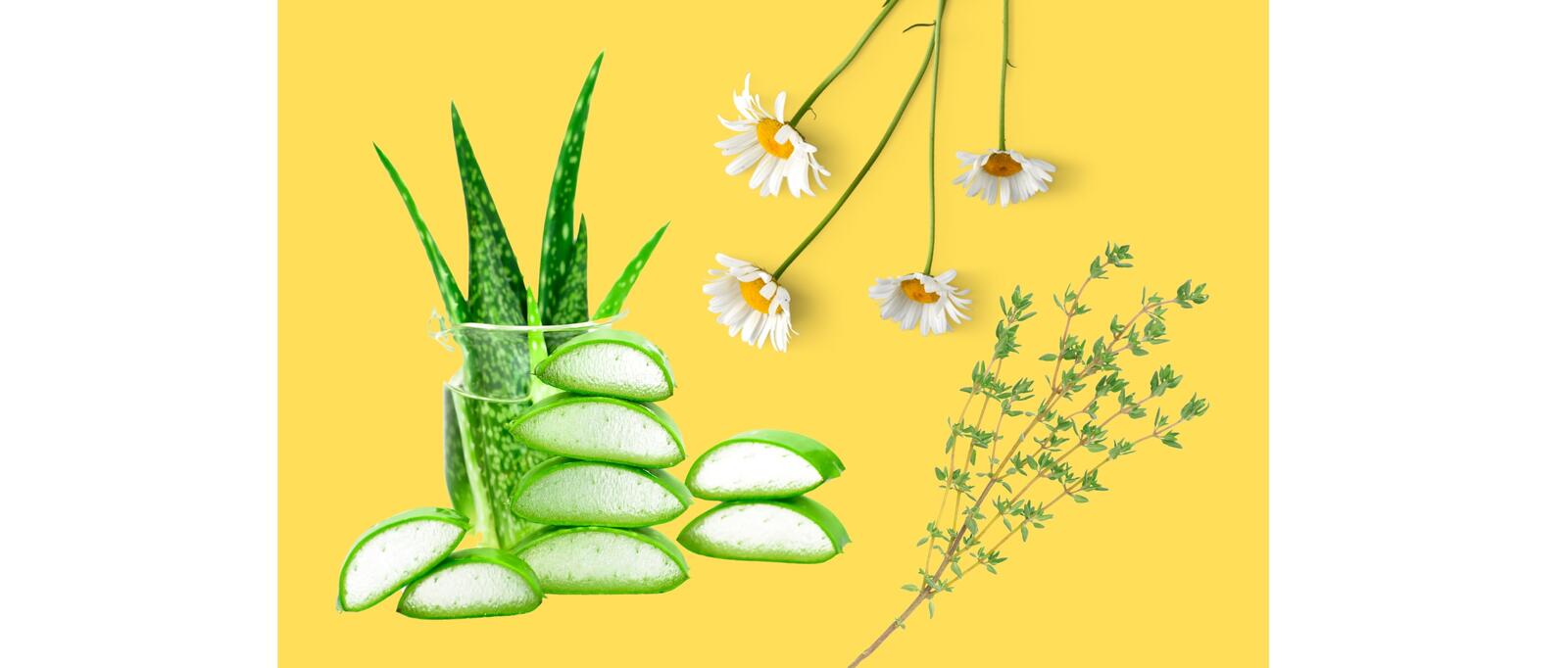 Aloe vera, chamomile and thyme