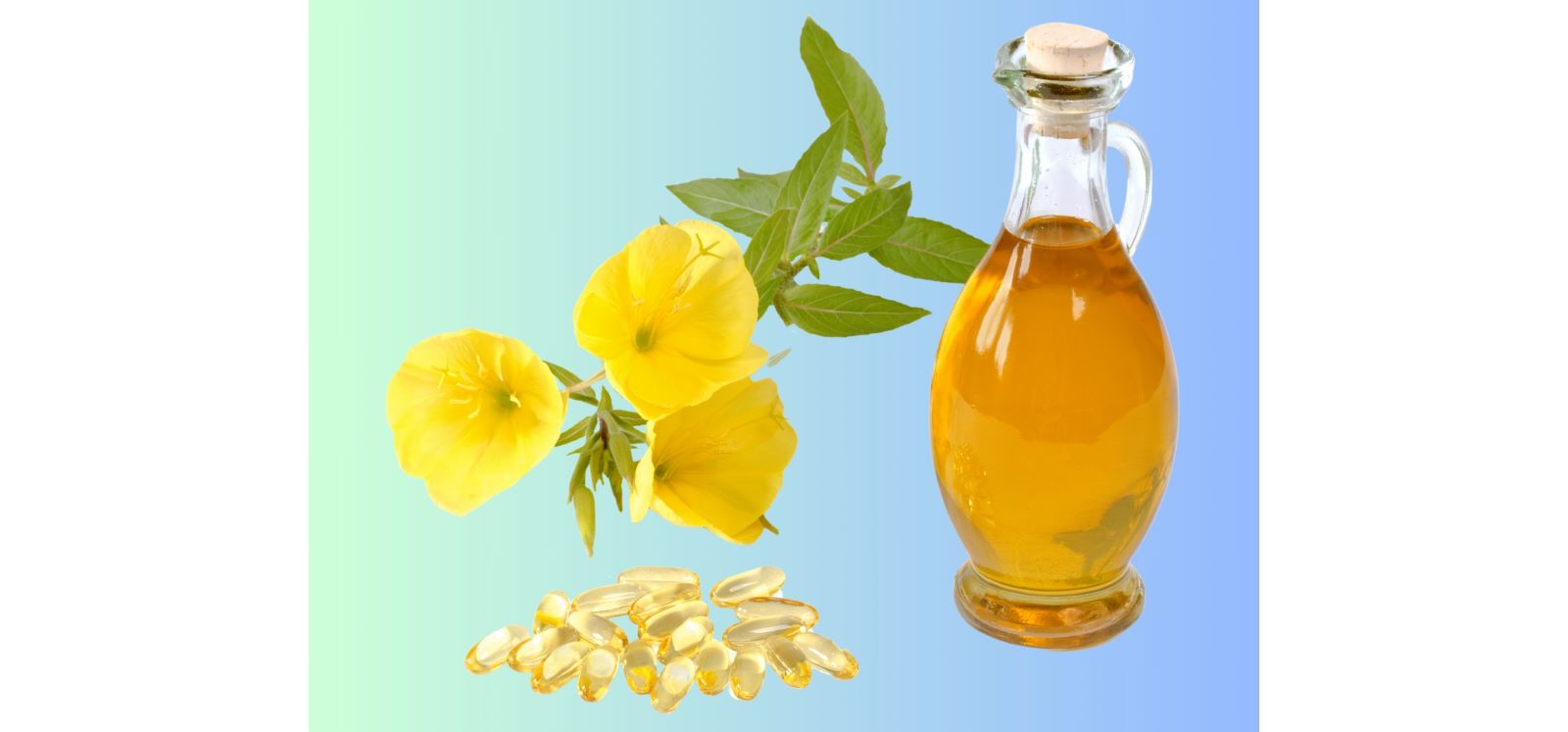 Primrose flowers, oil and supplements