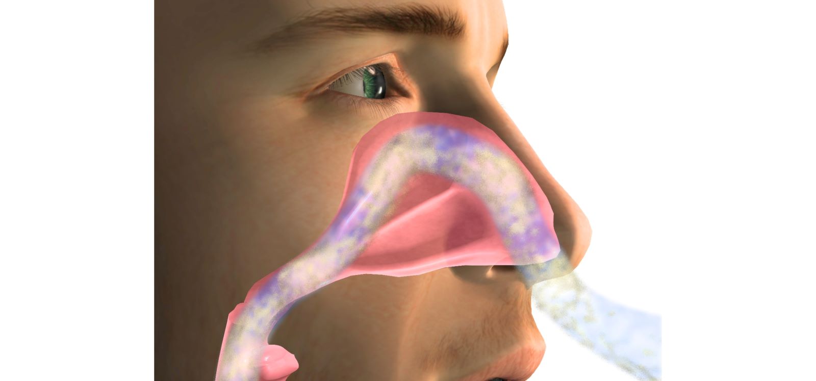 Nasal delivery of proteins 