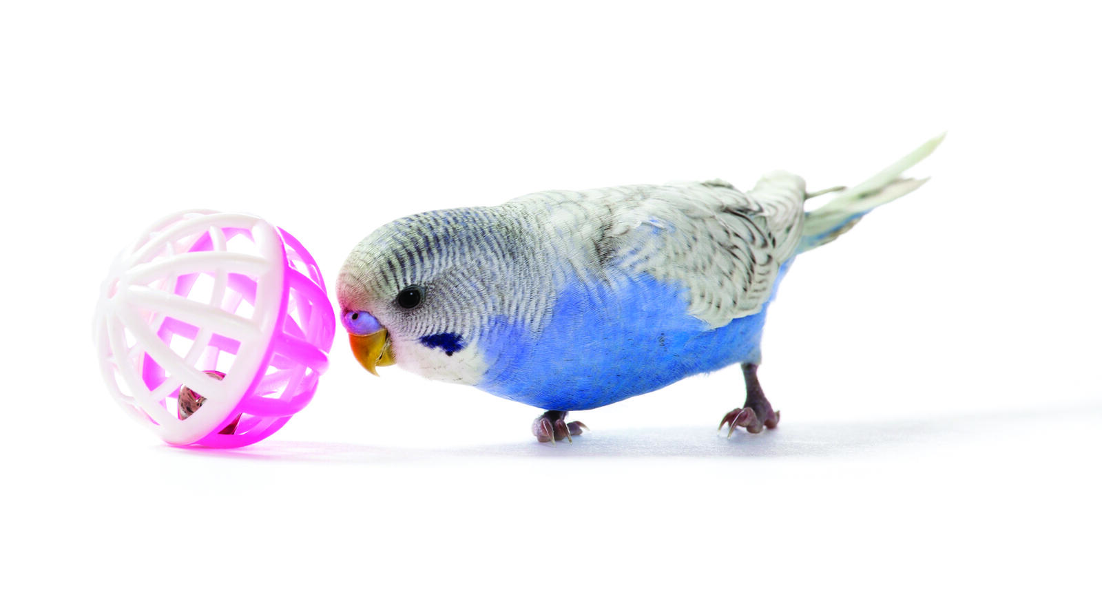 Bird with a ball