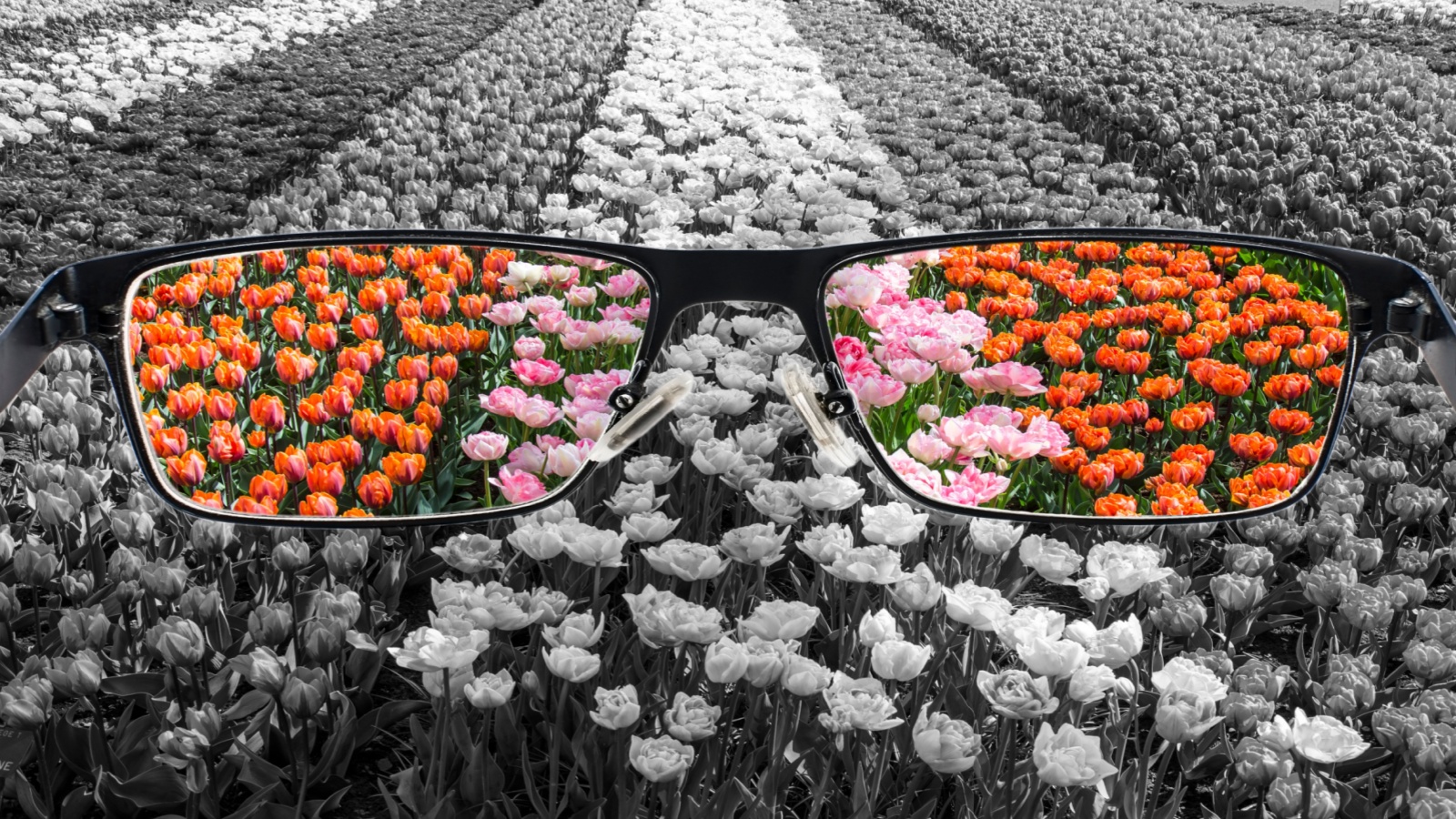 Through glasses frame. Colorful view of tulips field in glasses and monochrome background. Different world perception.