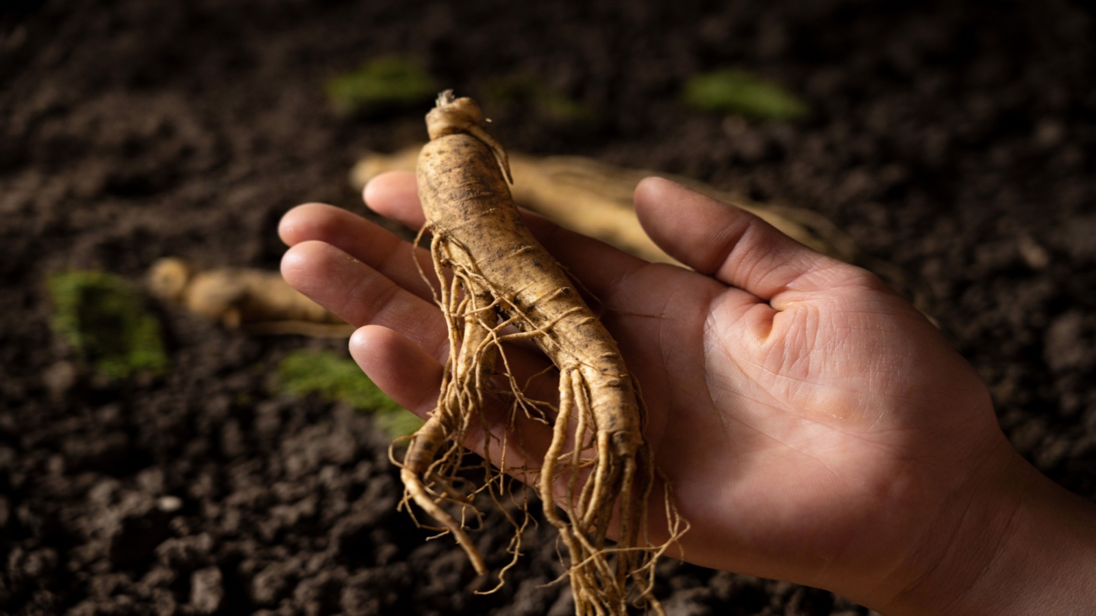 Hand holding a ginseng root