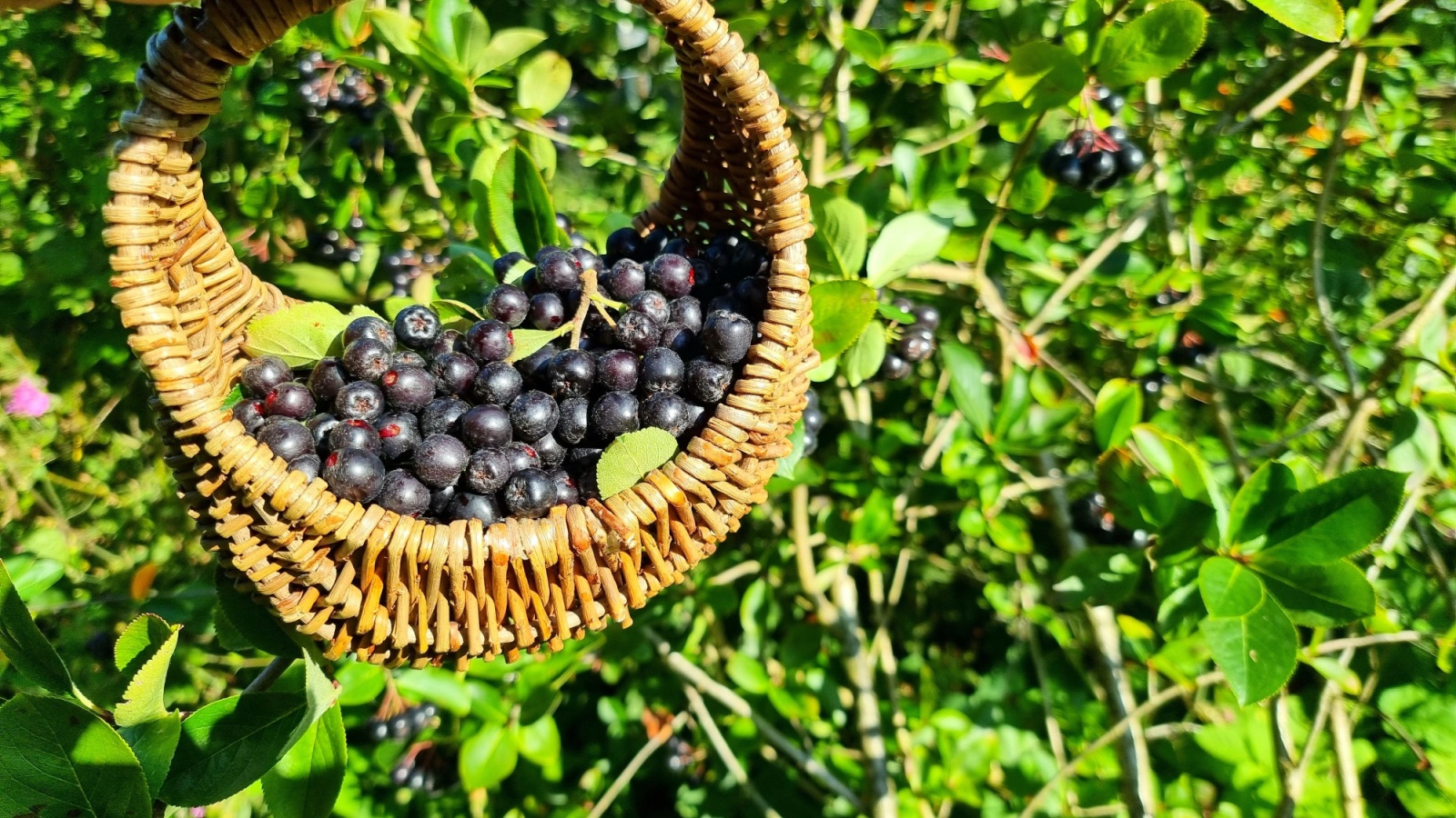 Chokeberries sitting in a basket on a pile of brush