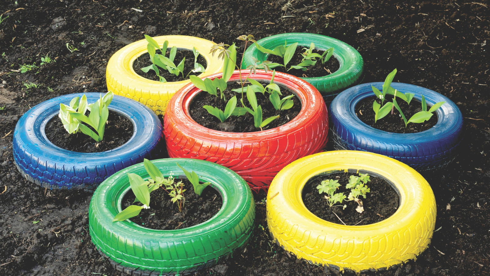 A plants planted on colorful wheels