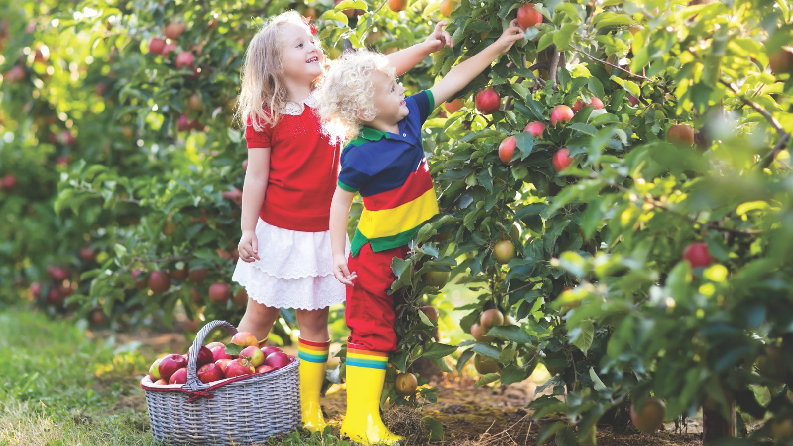 A kids picking apples