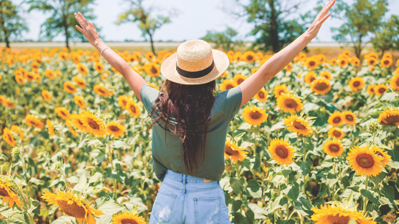 A lady in the sunflower field