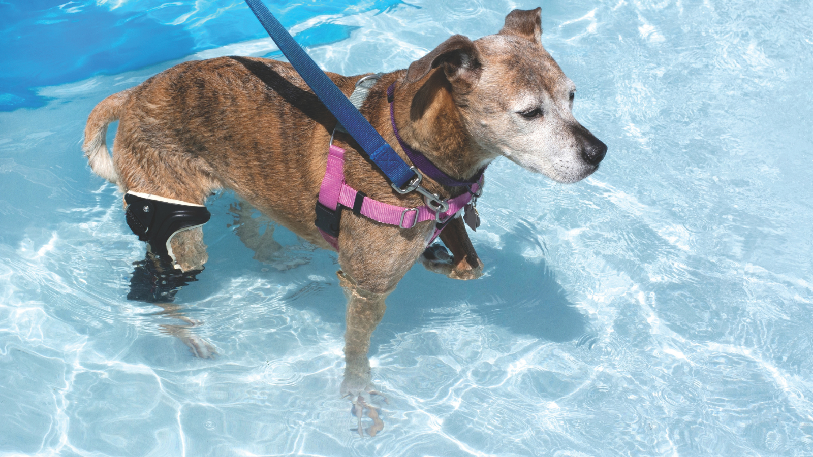 A dog in a pool