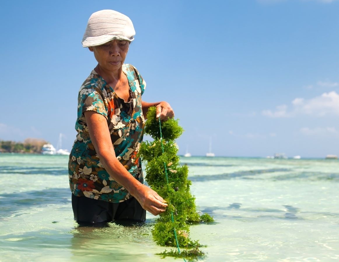 Woman harvesting seaweed