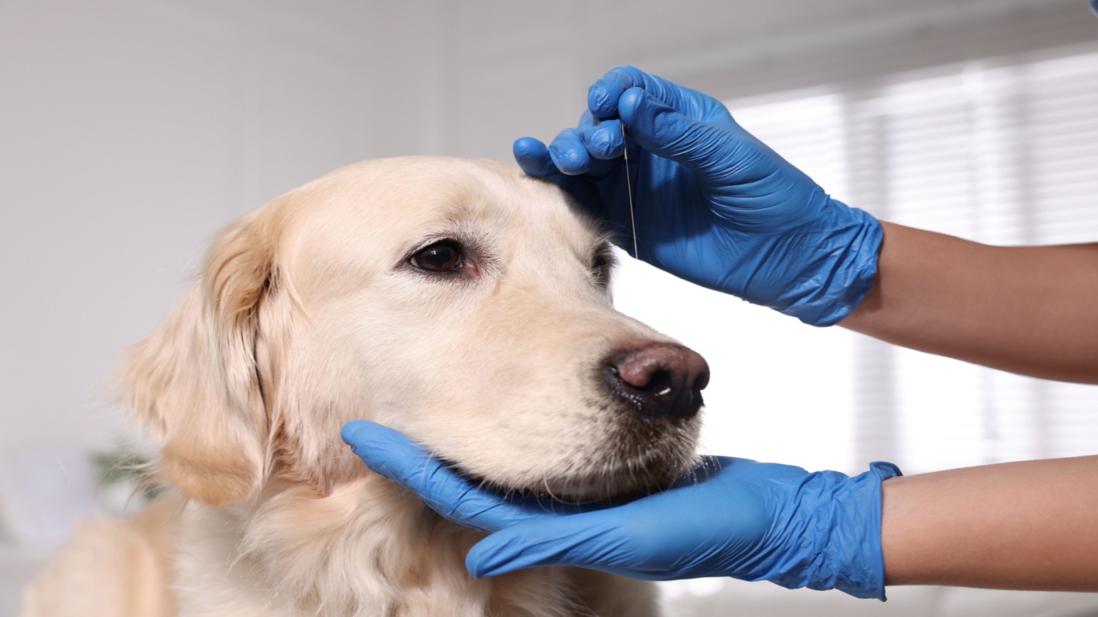 dog receiving acupuncture