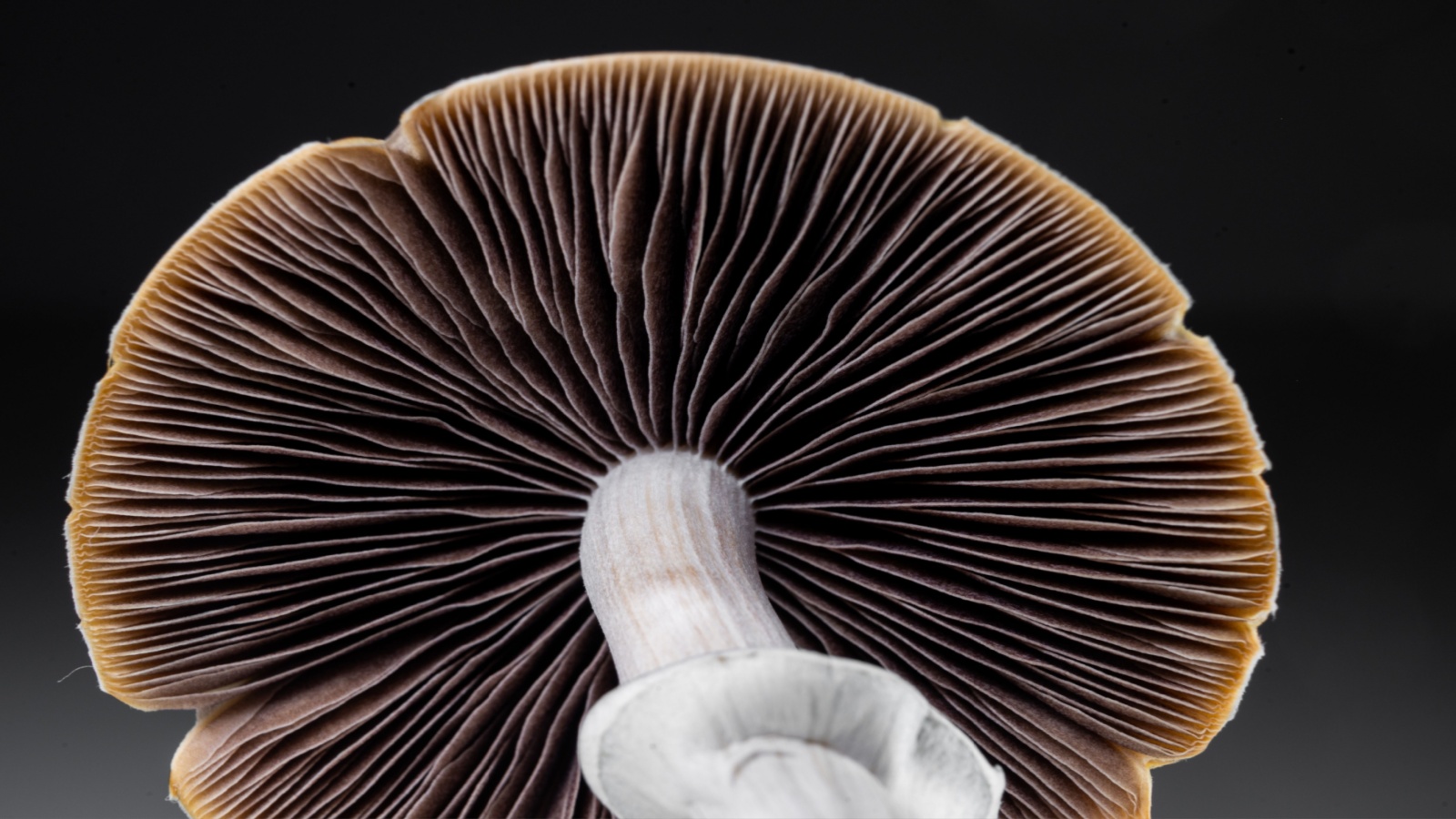 Psilocybe cubensis macro close-up with gills and blue bruising, macro close‑up