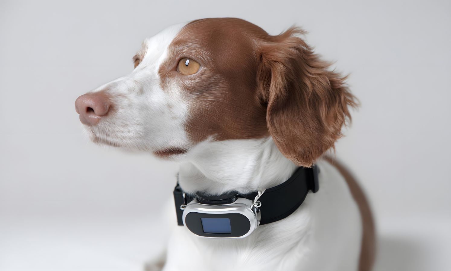 Dog with smart collar