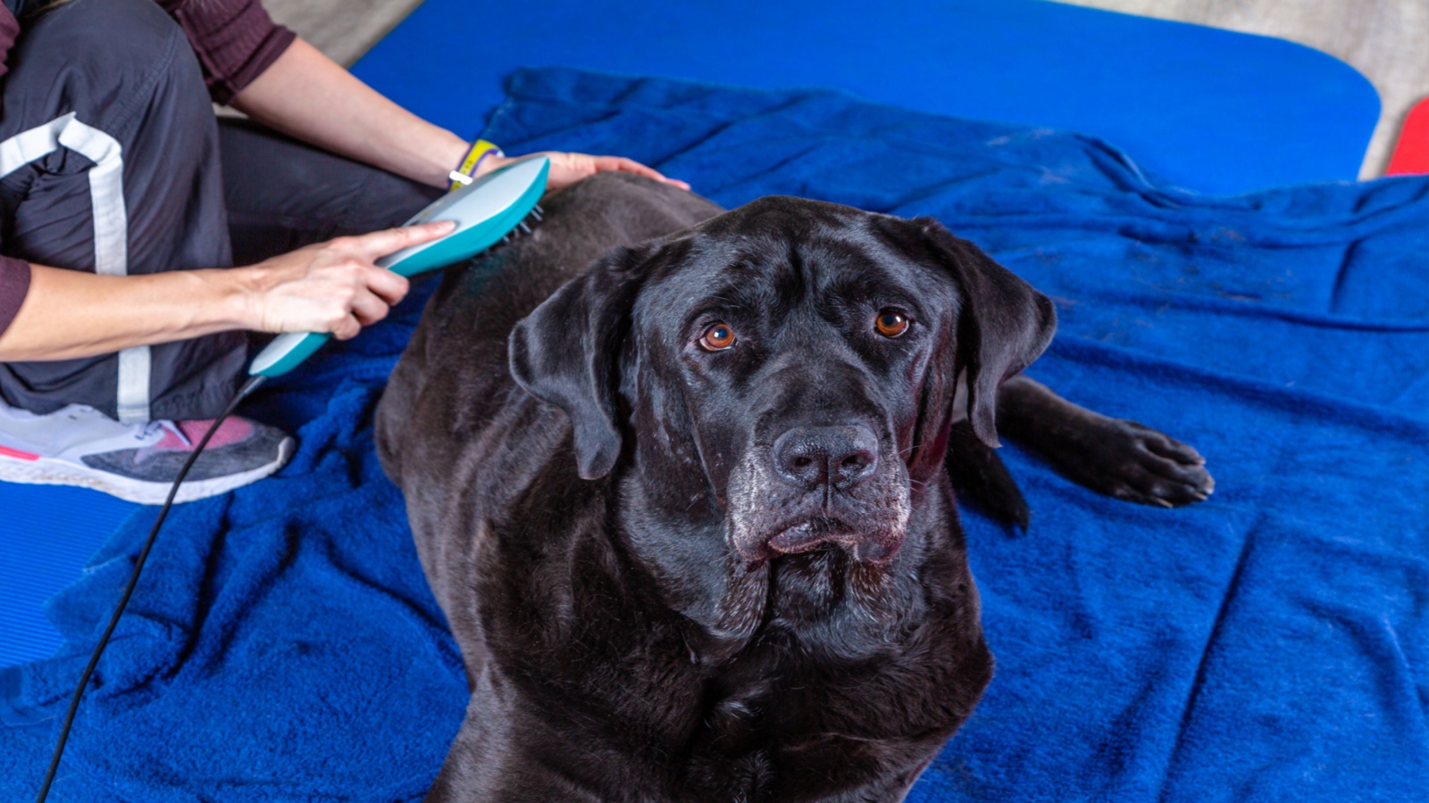 big black dog gets laser therapy during treatment