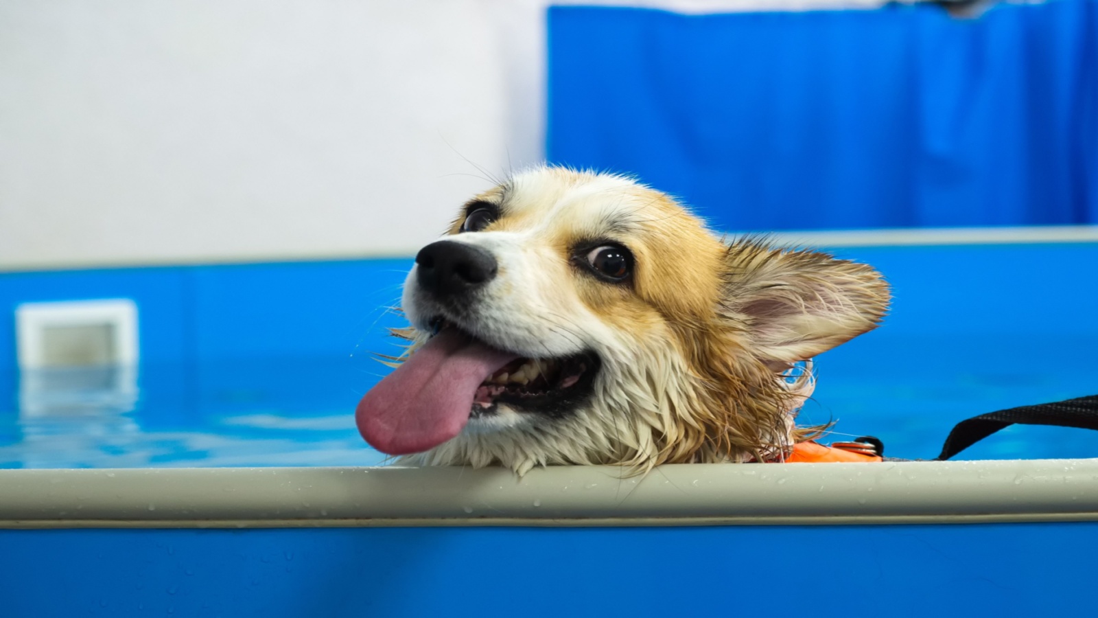 Corgi dog in life jacket swim in the swimming pool. Pet rehabilitation. Recovery training prevention for hydrotherapy. pet health care