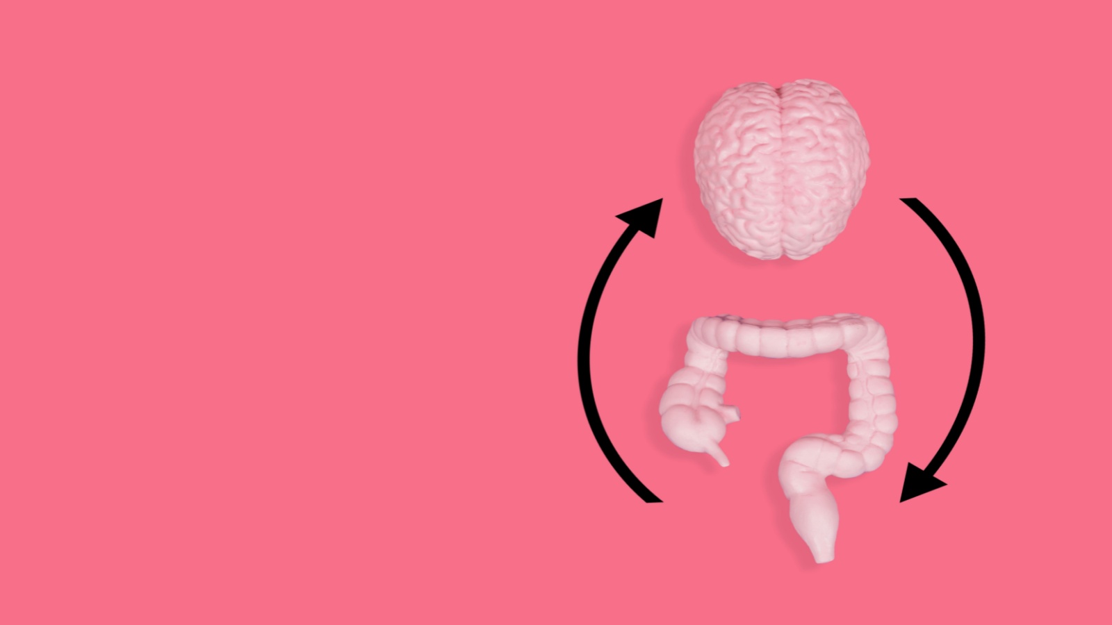 Detailed body-toned brain and intestine models arranged on a lively pink backdrop with black circular arrows. Cognitive clarity and digestive well-being balance.