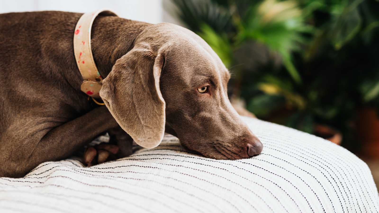 dog resting his nose on his paws