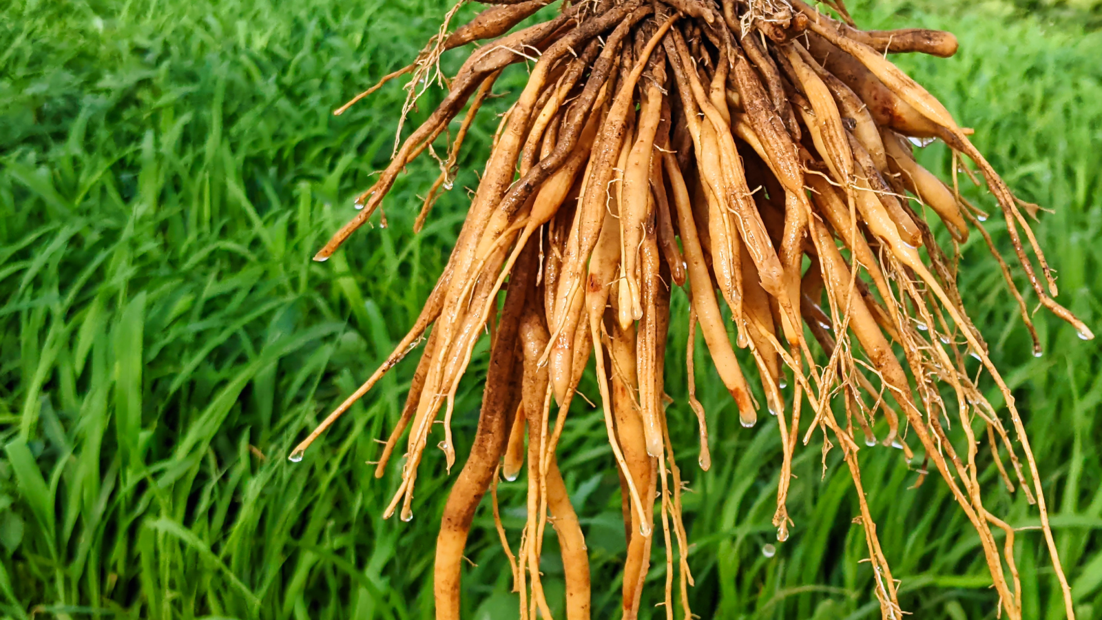 Shatavari roots with grass background