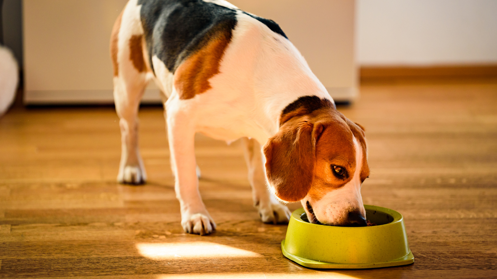 Dog eating out of food dish