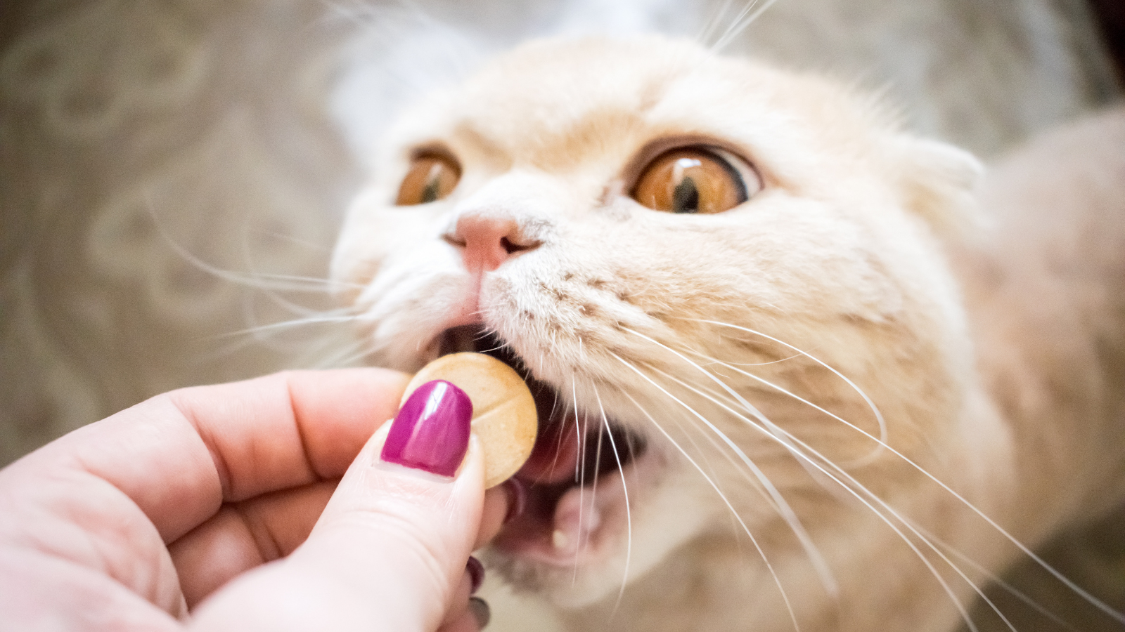 cat taking his vitamins