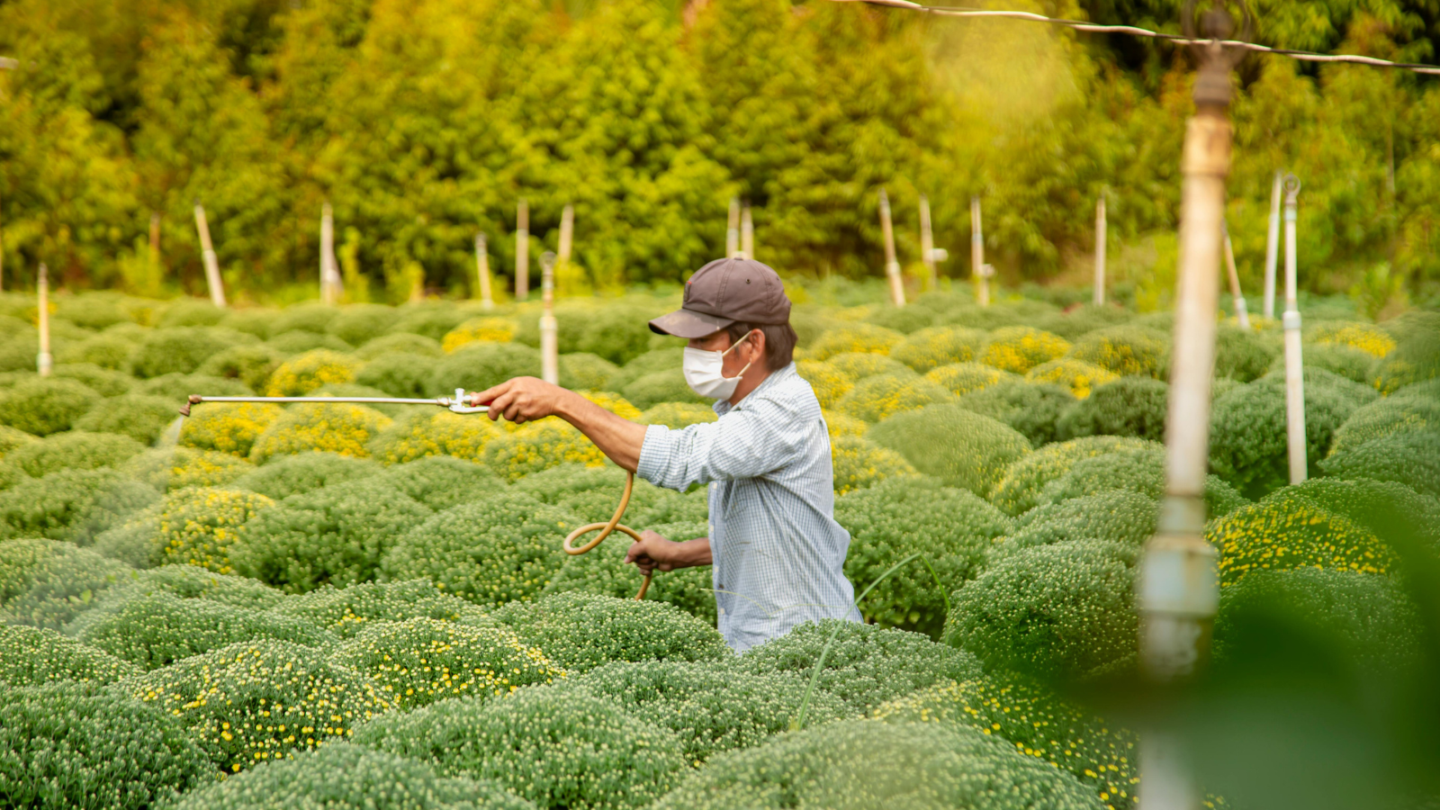 Farmers sprays pesticides on crops