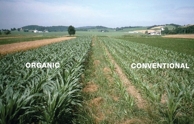 Rodale Organic vs Conventional