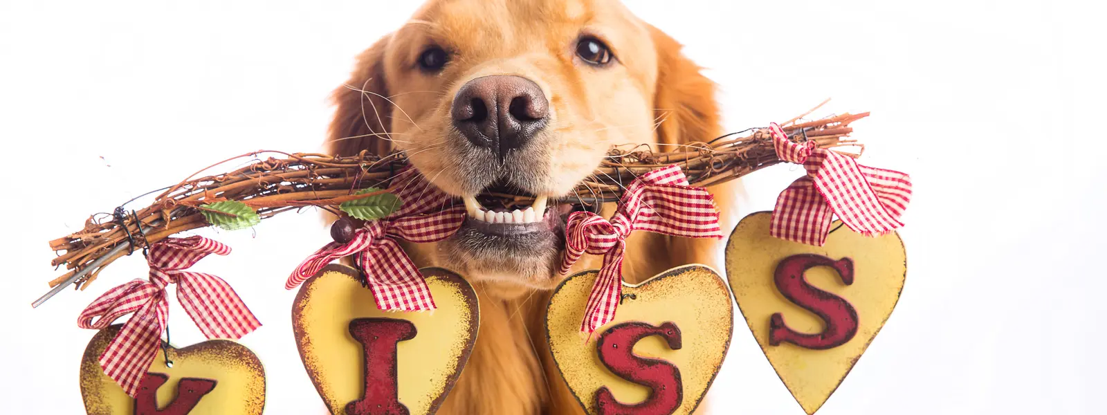 Can You Get Parasites From Kissing Your Dog