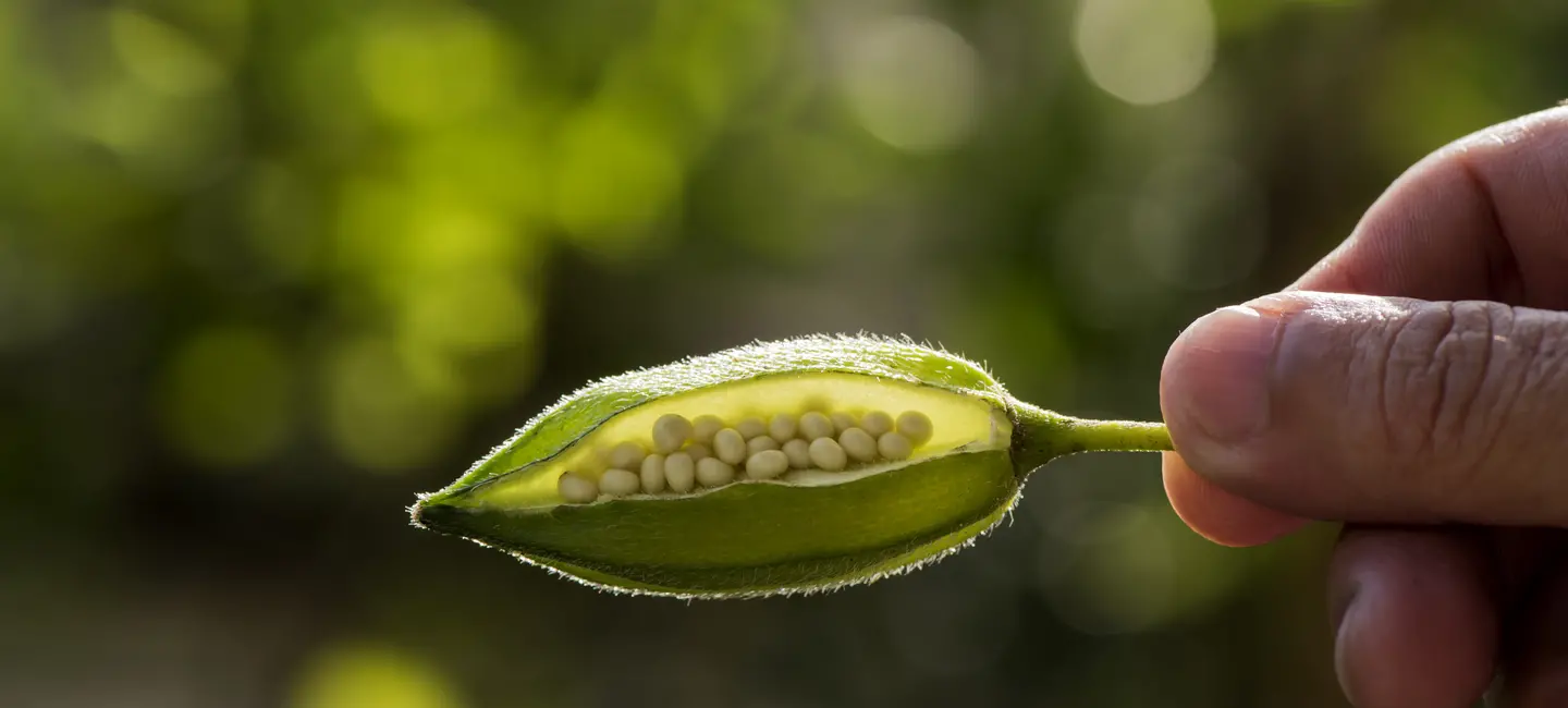 Hand holding an Ambrette plant