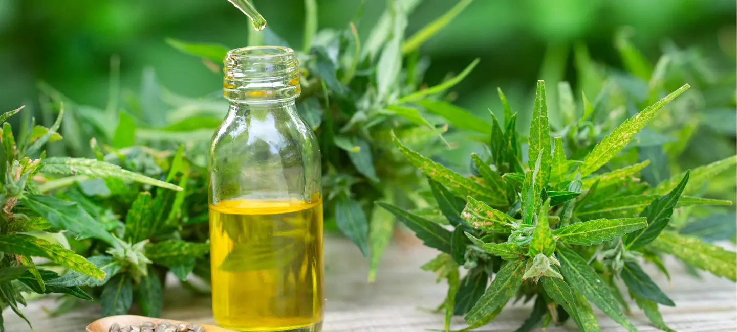Cannabis sativa plant and oil